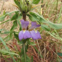 Hygrophila auriculata (Schumach.) Heine